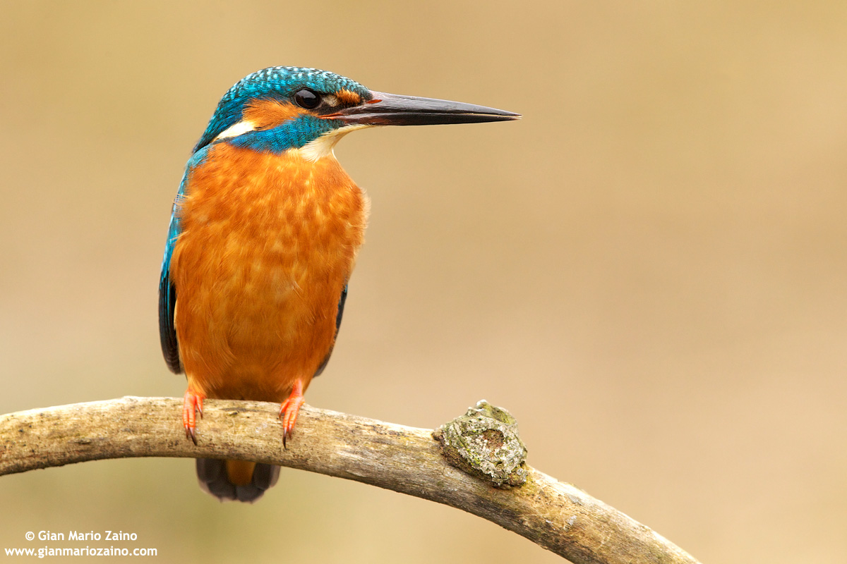 Alcedo atthis / Martin pescatore / Common kingfisher