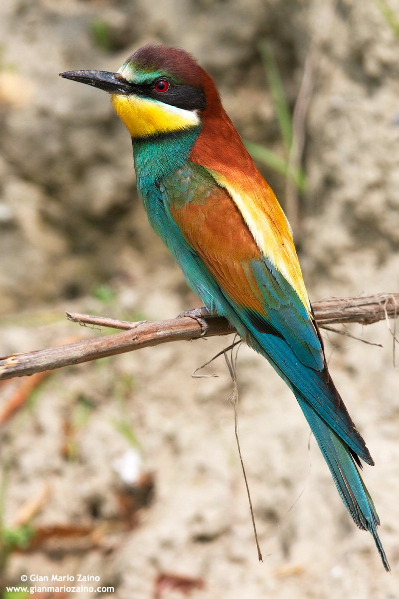 Bee-eater Merops / Bee / European Bee-eater
