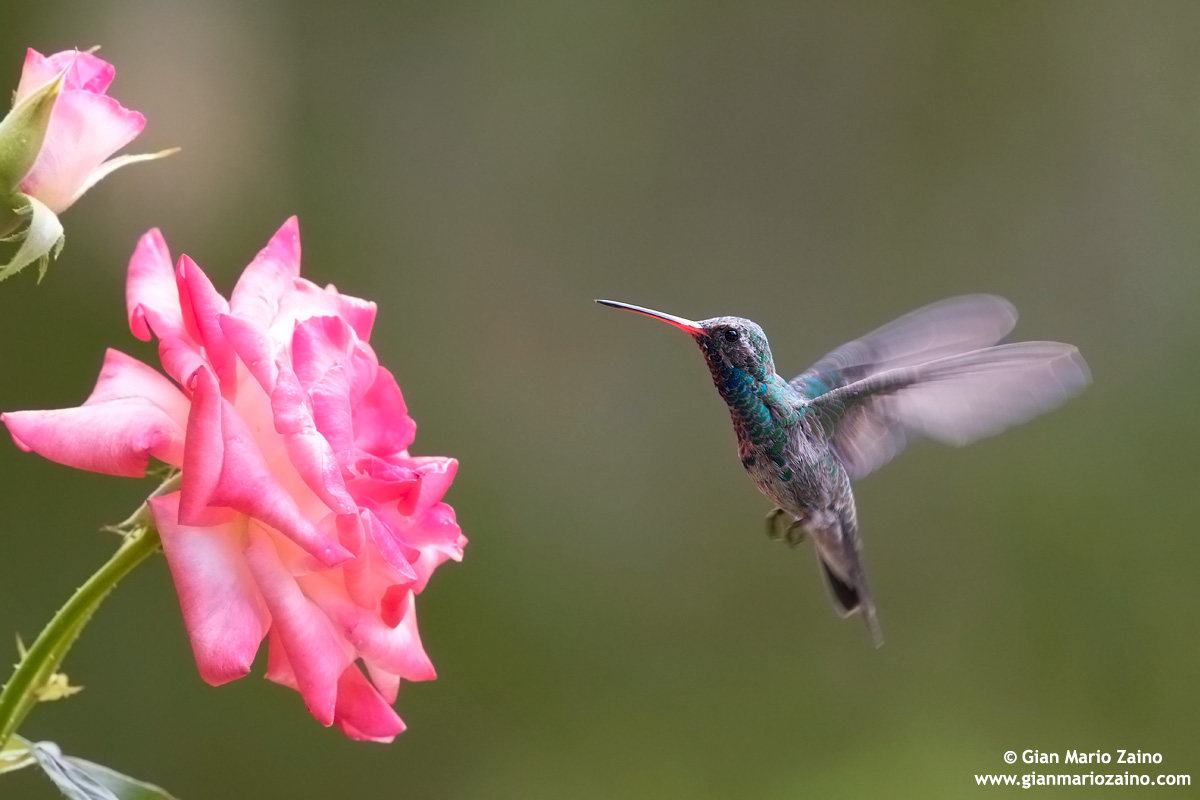 Cynanthus latirostris / Colibrì beccolargo