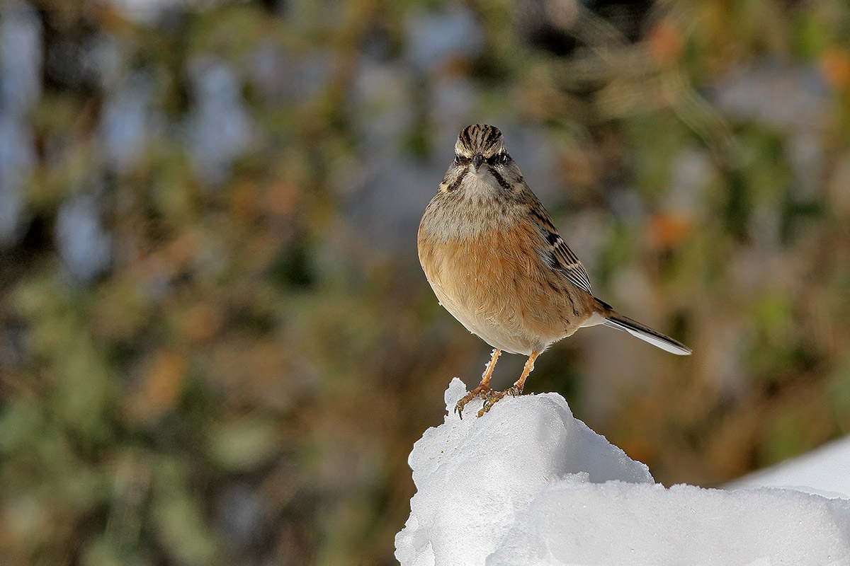 Rock Bunting