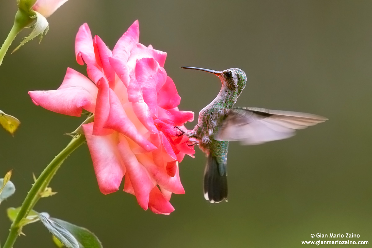 Cynanthus latirostris / Colibrì beccolargo