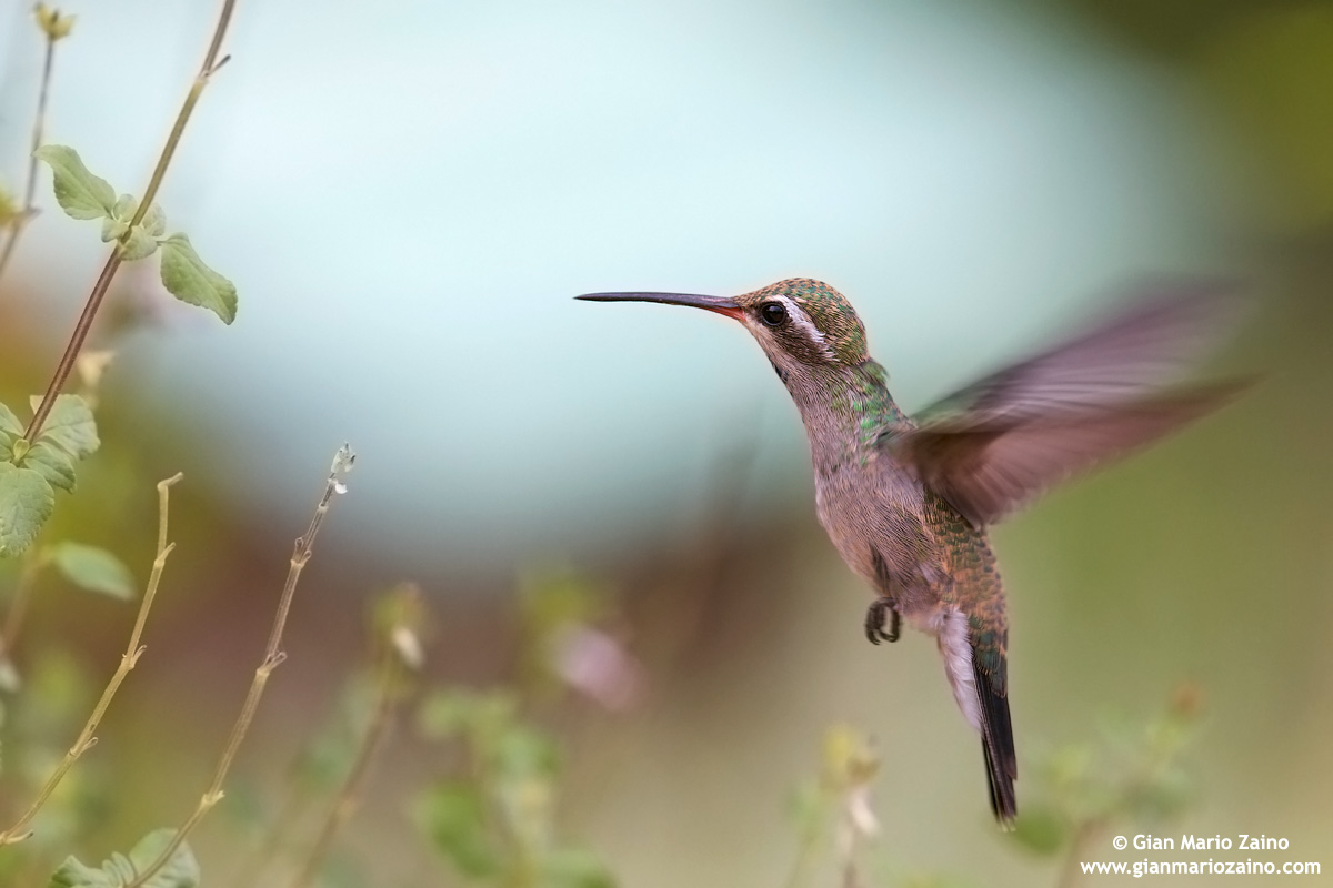 Cynanthus latirostris / Colibrì beccolargo