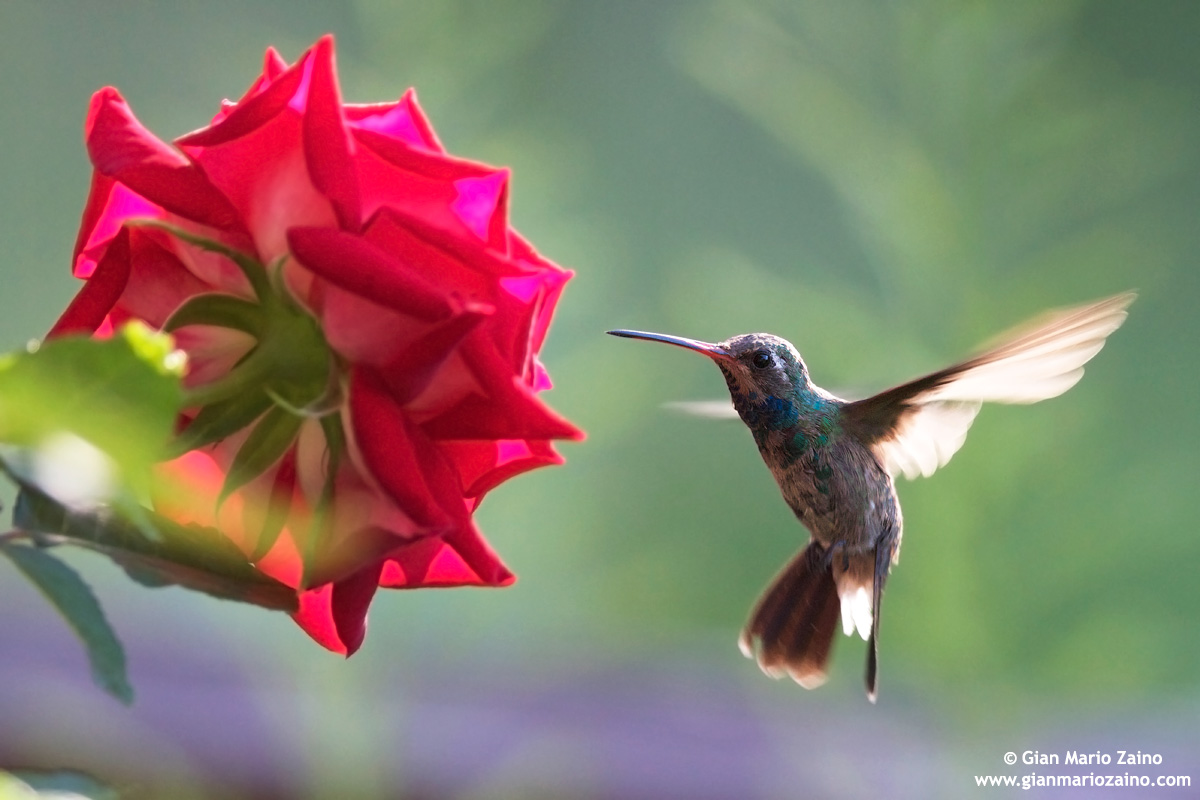 Cynanthus latirostris / Broad-billed Hummingbird