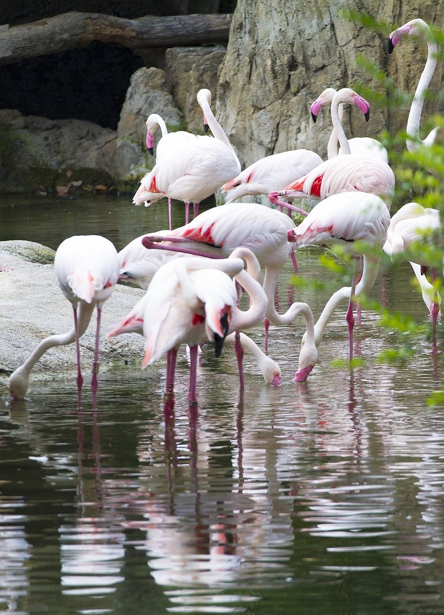 flamingos bioparco valencia