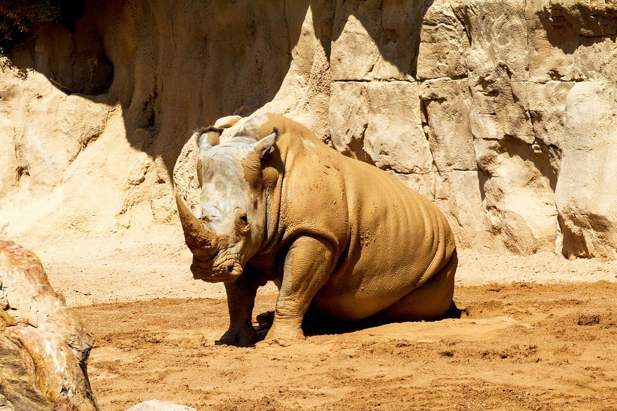 the spa of rhinos