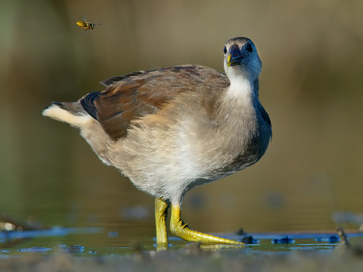 La gallinella d'acqua e la vespa