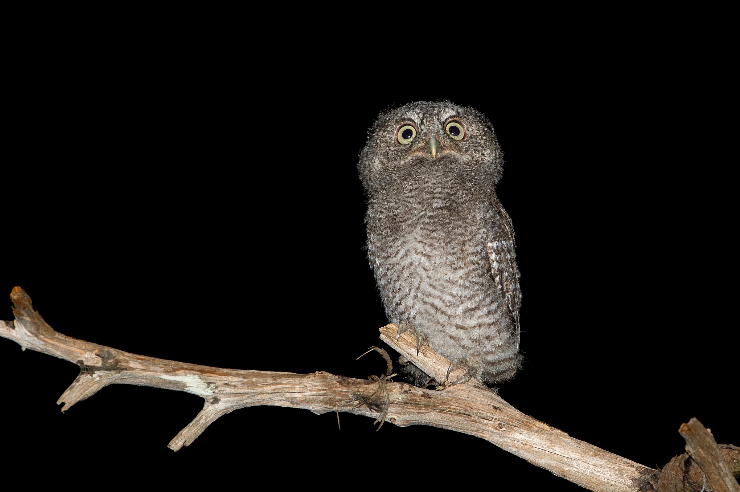 Baby Screech Owl