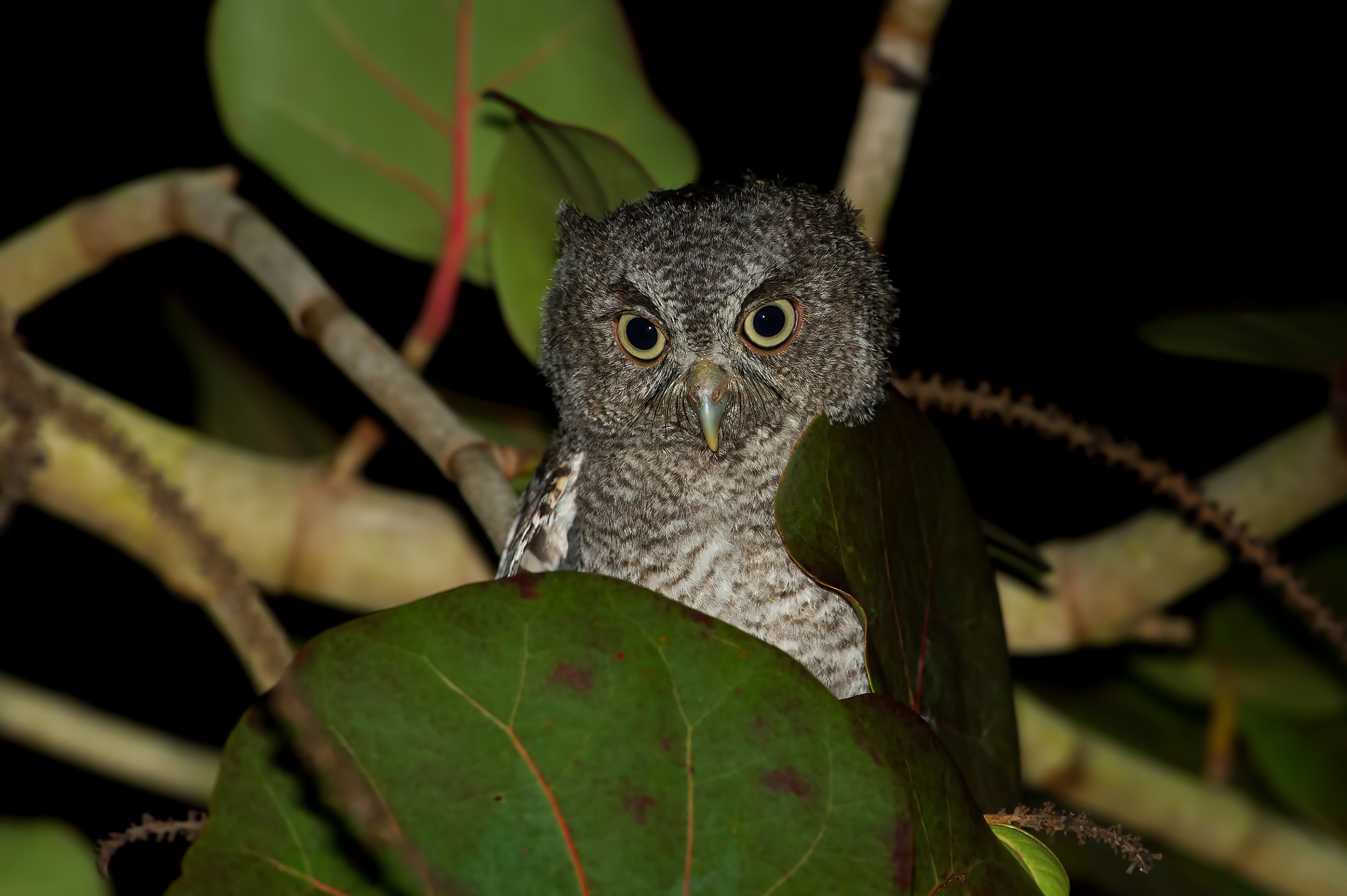 Baby Screech Owl