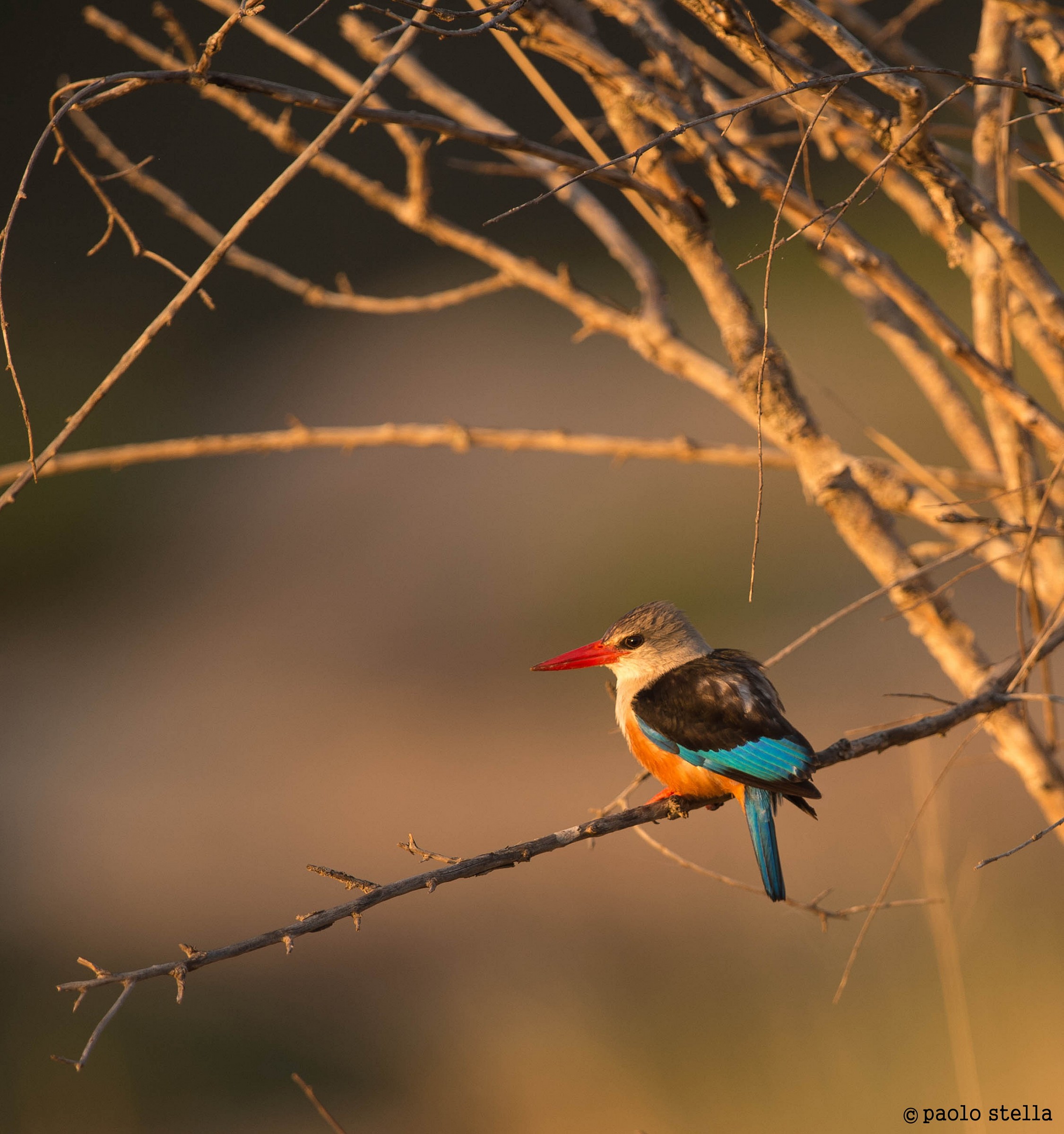 Brown-hooded Kingfisher (Halcyon albiventris)