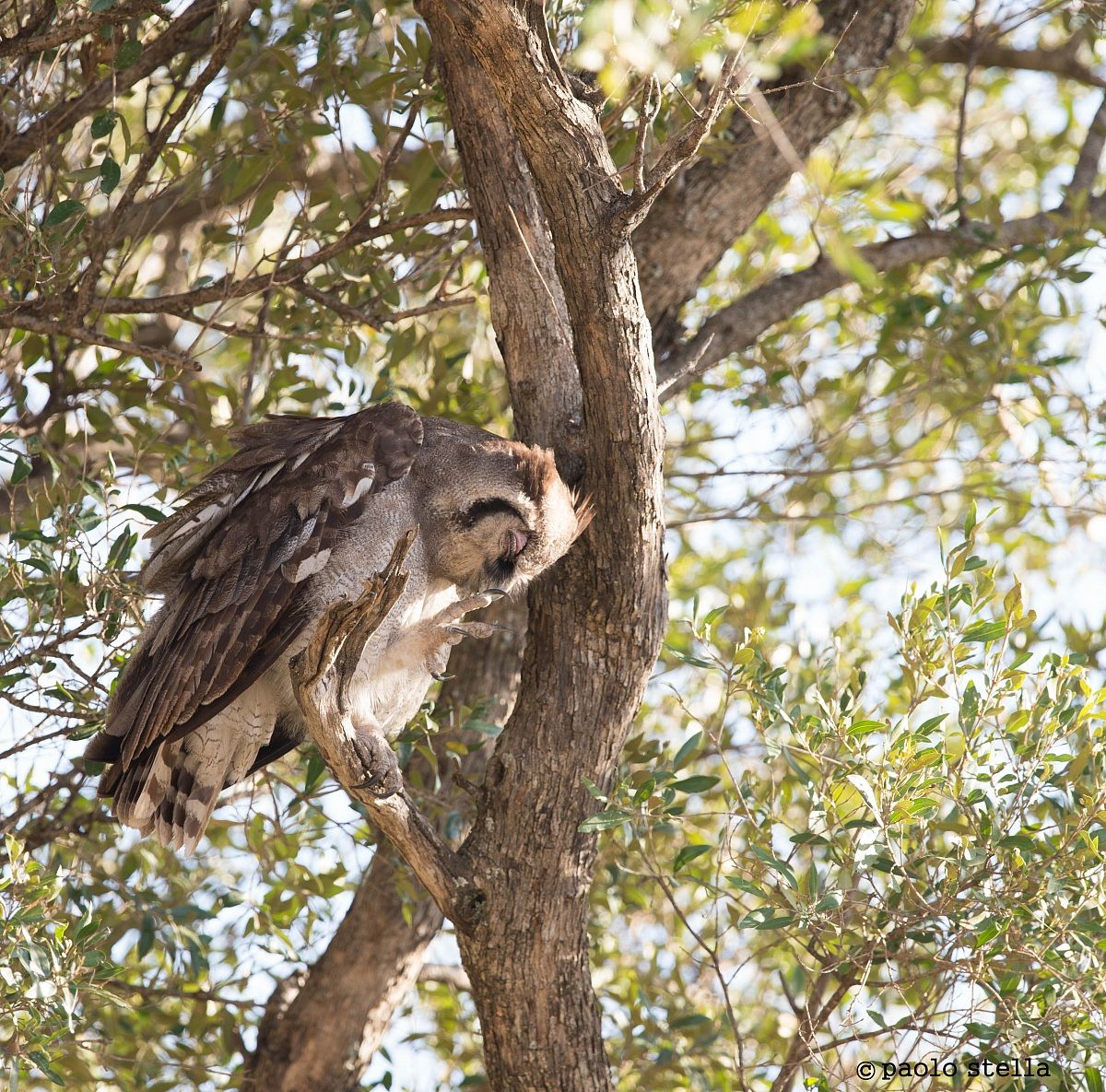Verreaux's Eagle-Owl (Bubo lacteus )