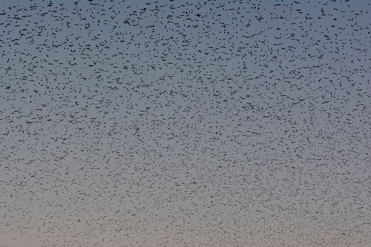 Al centro dello Stormo