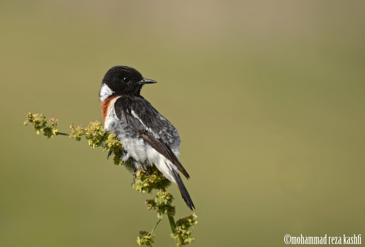 stonechat