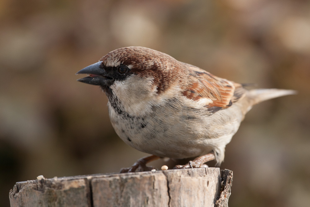 passera d'Italia maschio