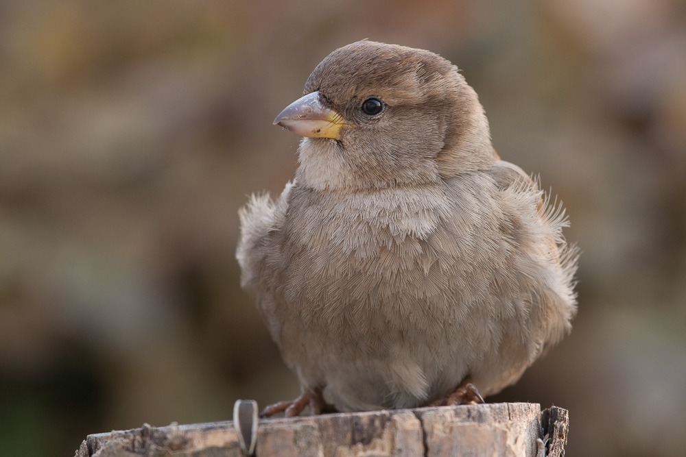 passera d'Italia femmina