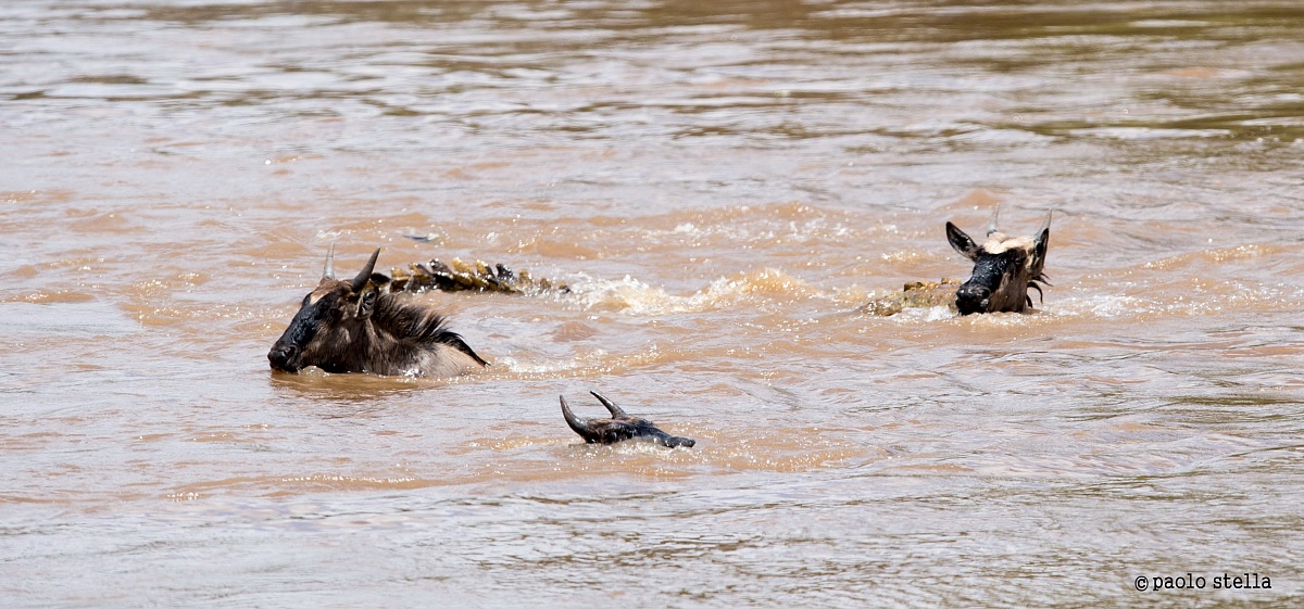 mors tua vita mea ....