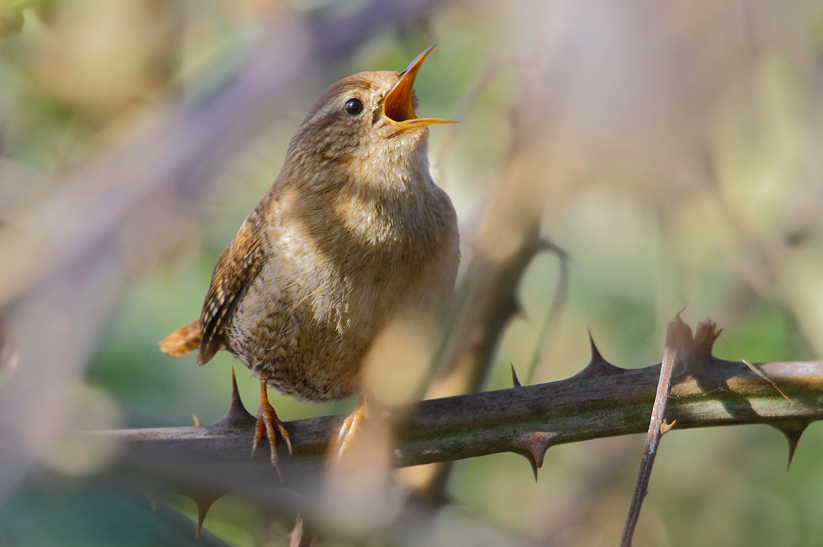 Wren