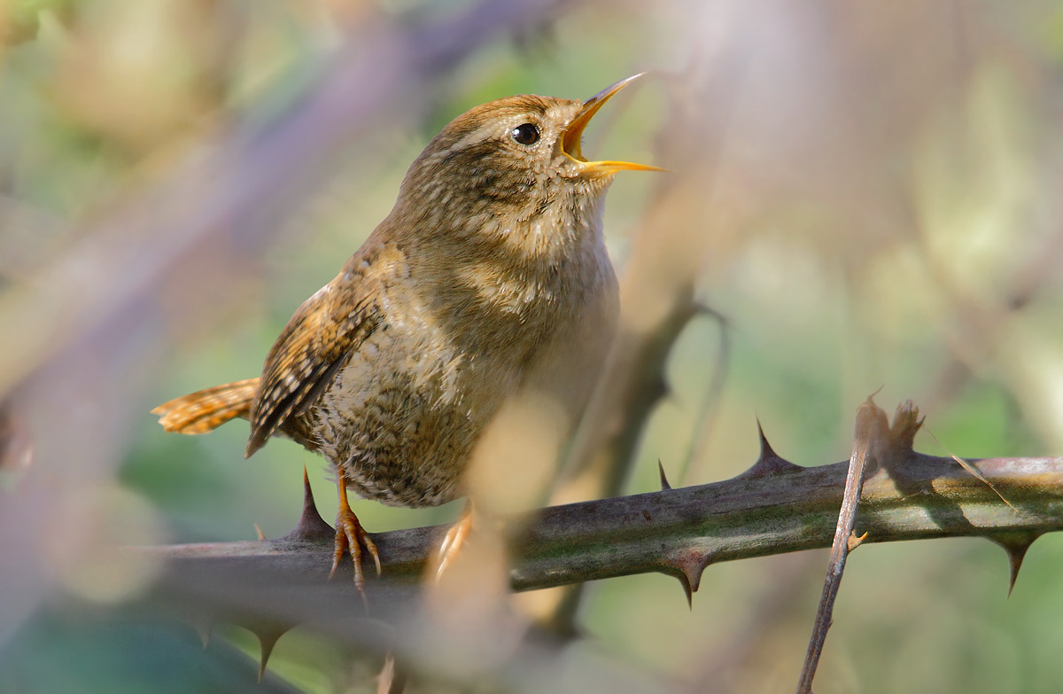 Wren
