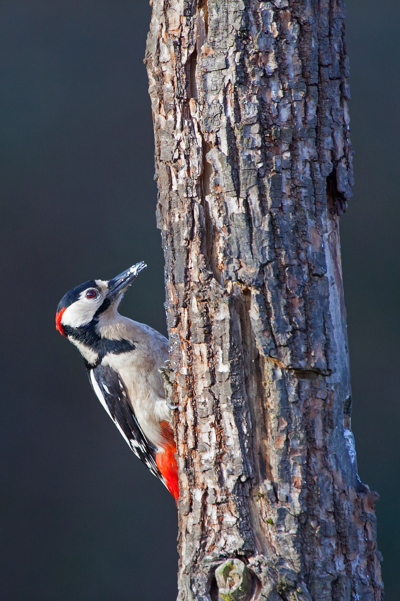 Woodpecker peeping out from the trunk