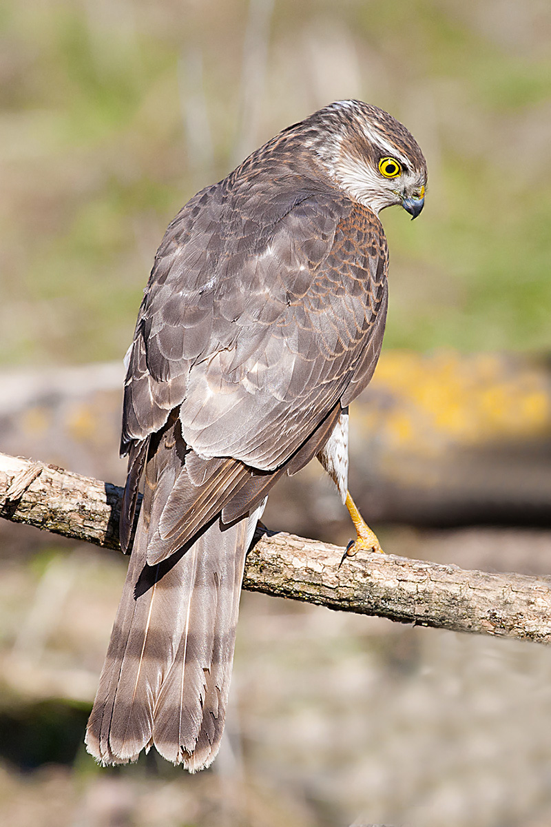 Sparviero...curioso...