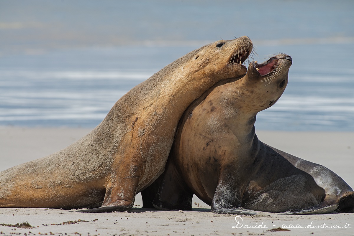 Otaria orsina australiana (Arctocephalus pusillus)