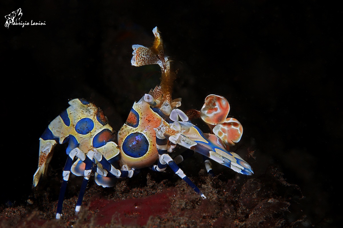 Harlequin shrimp