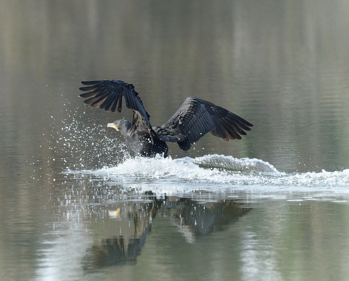 cormorant landing strip