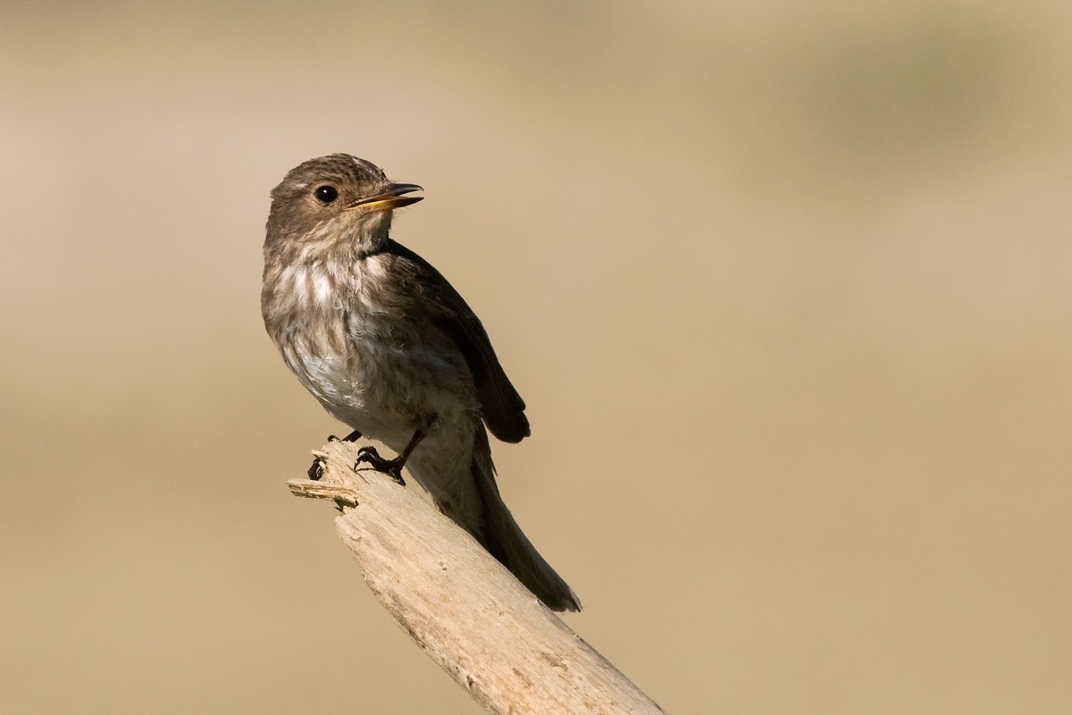Flycatcher
