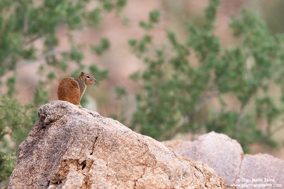 Otospermophilus variegatus / Scoiattolo delle rocce