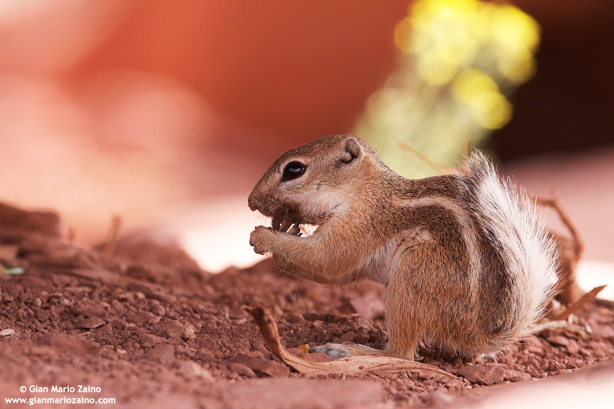 Scoiattolo antilope dalla coda bianca