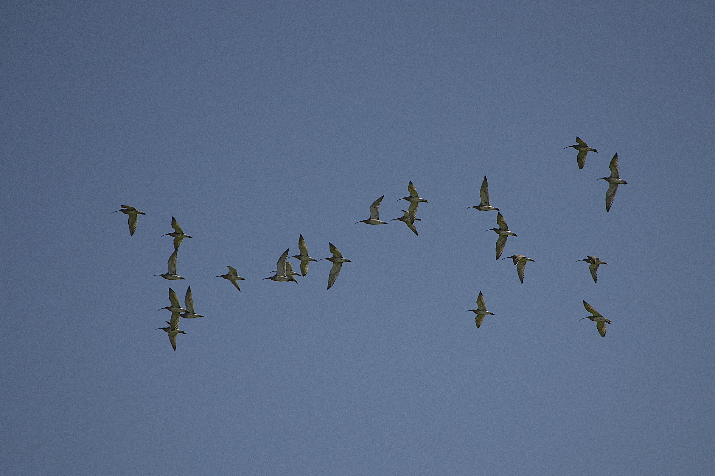 curlews in flight