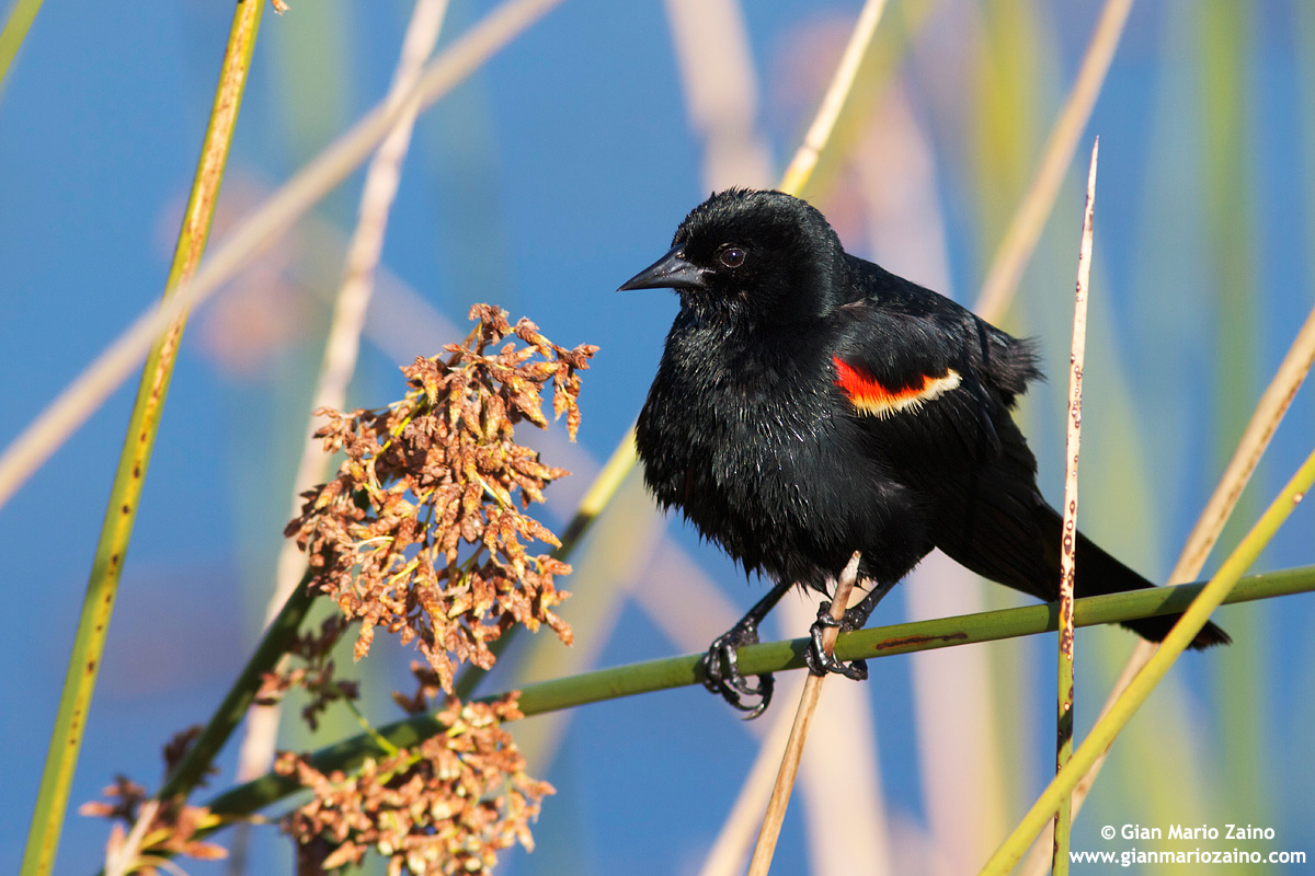 Agelaius phoeniceus / Red-winged Blackbird