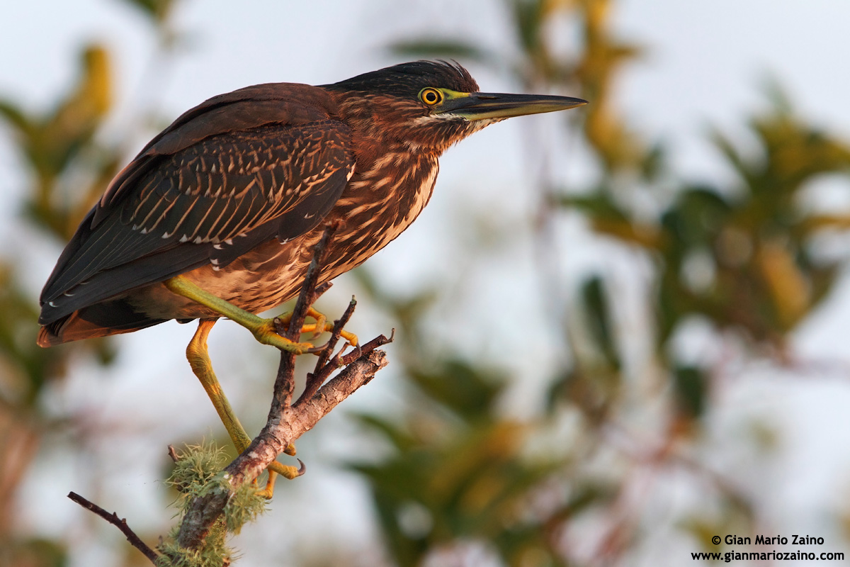 Butorides virescens / Green Heron