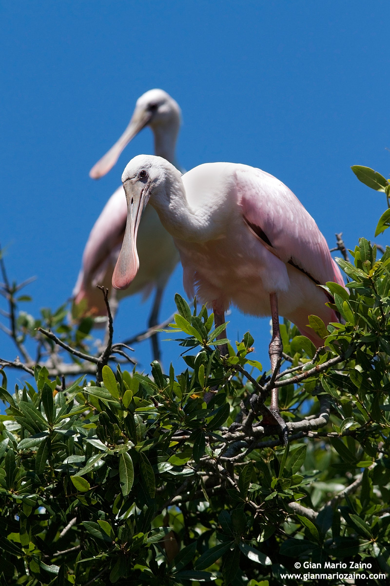 Eurasian ajaja / Roseate Spoonbill
