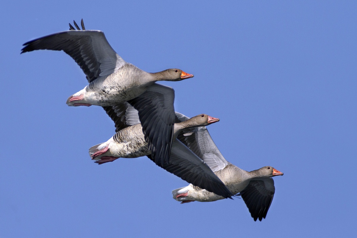 Oche selvatiche in volo