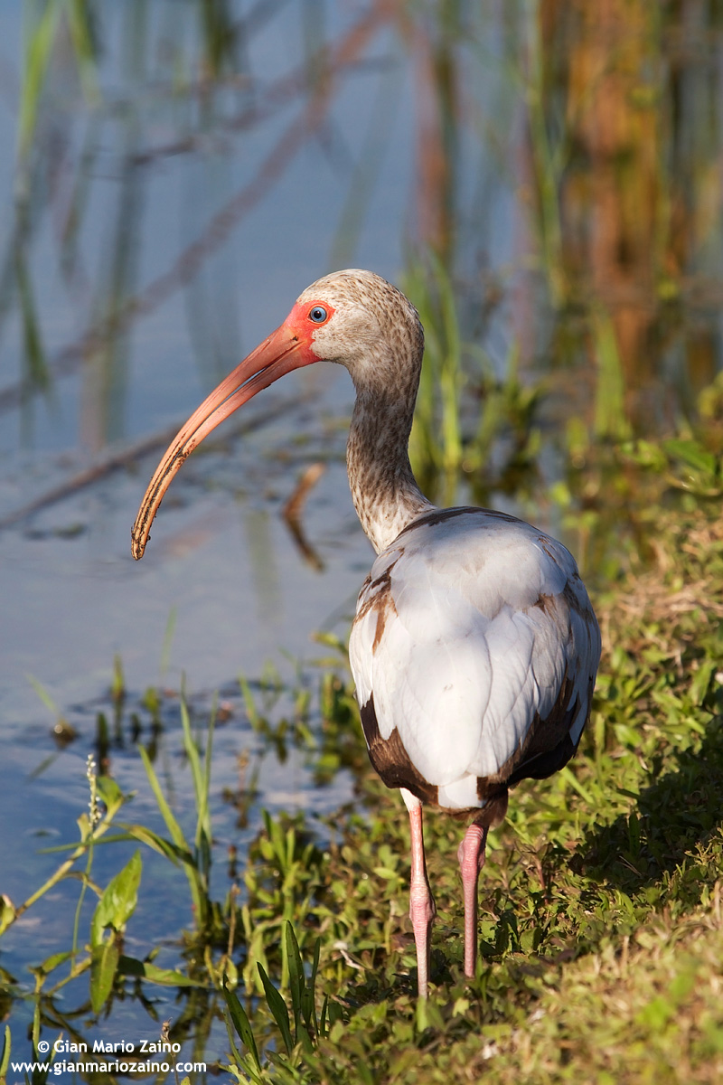 Eudocimus albus / White Ibis