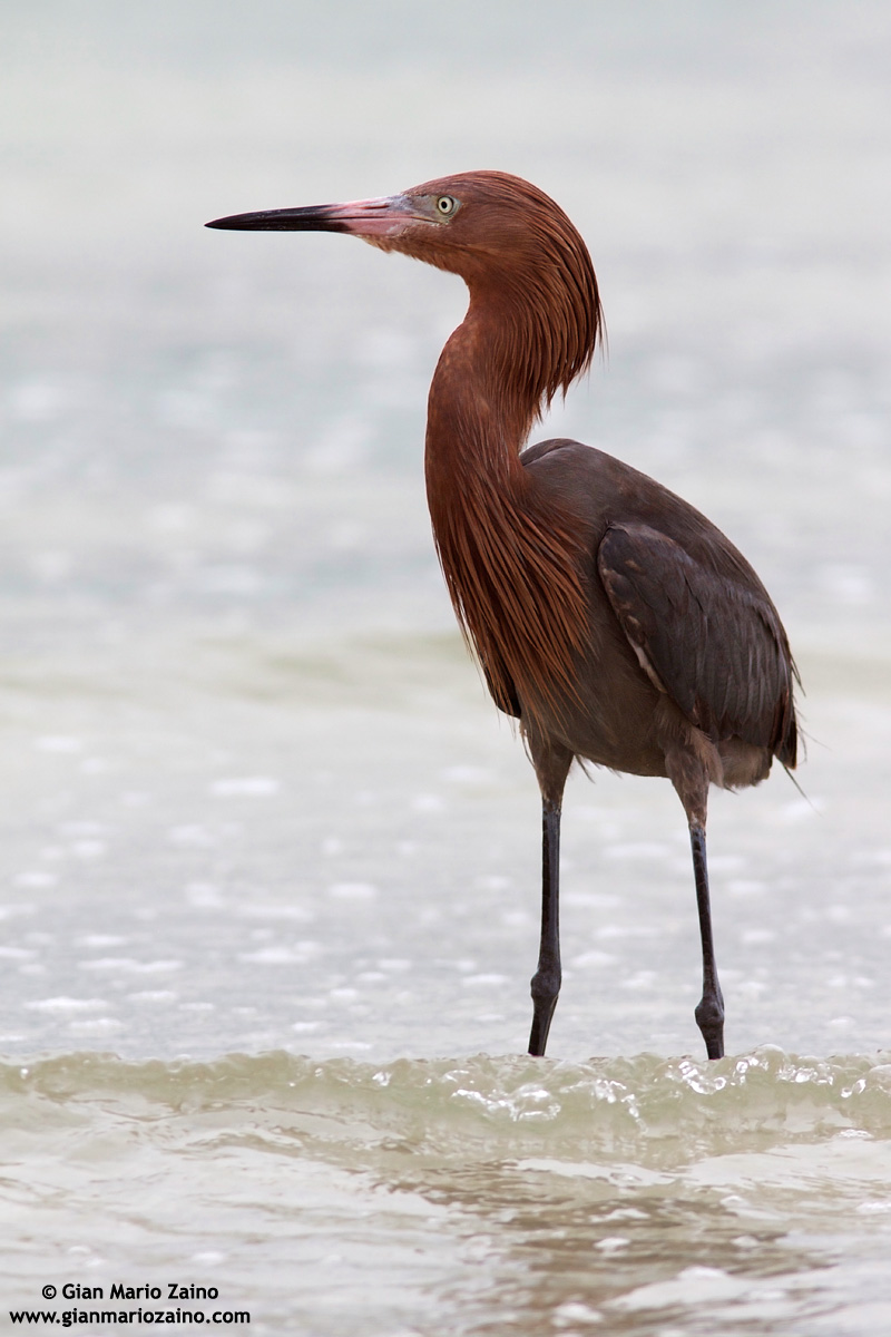 Egretta rufescens / Reddish egret