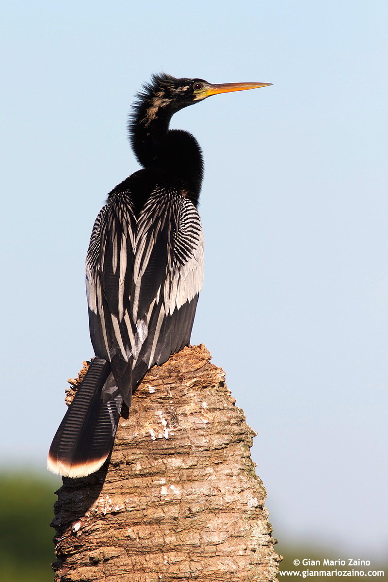 Anhinga / Common Darter