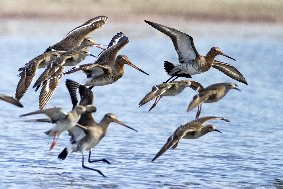 Black-tailed godwits and fighters in flight