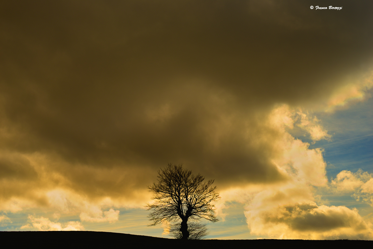 l'albero solitario 2