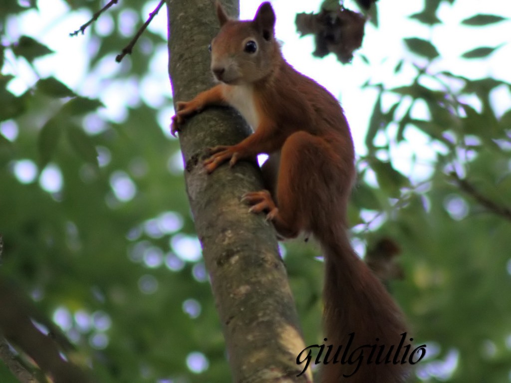 red squirrel