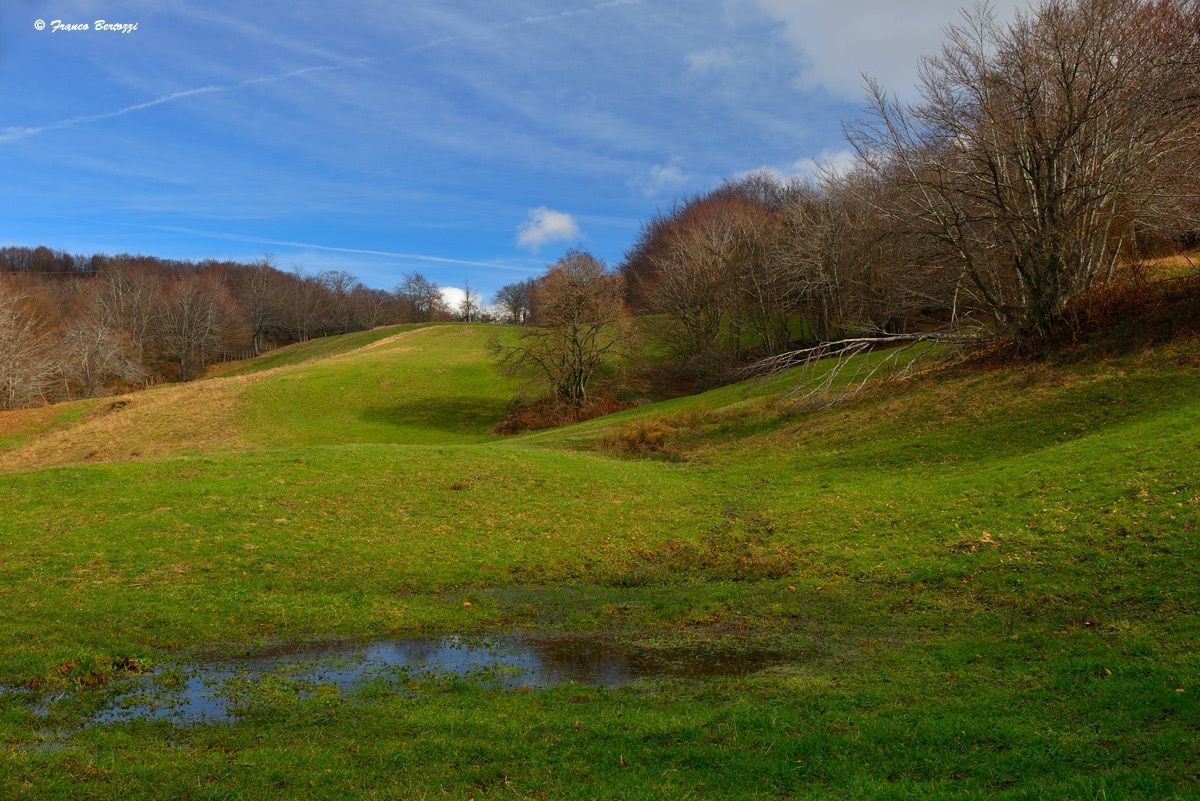 landscape with meadow