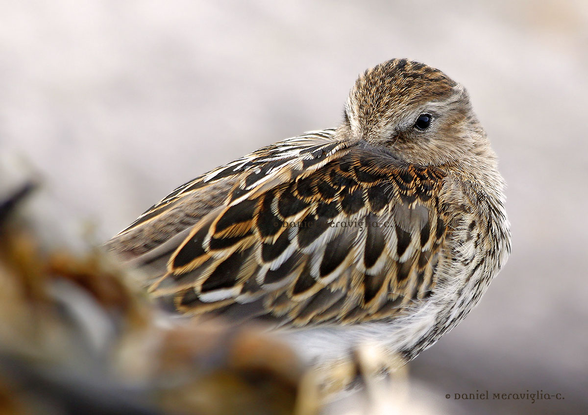 Giovane Piovanello pancianera (Calidris alpina)