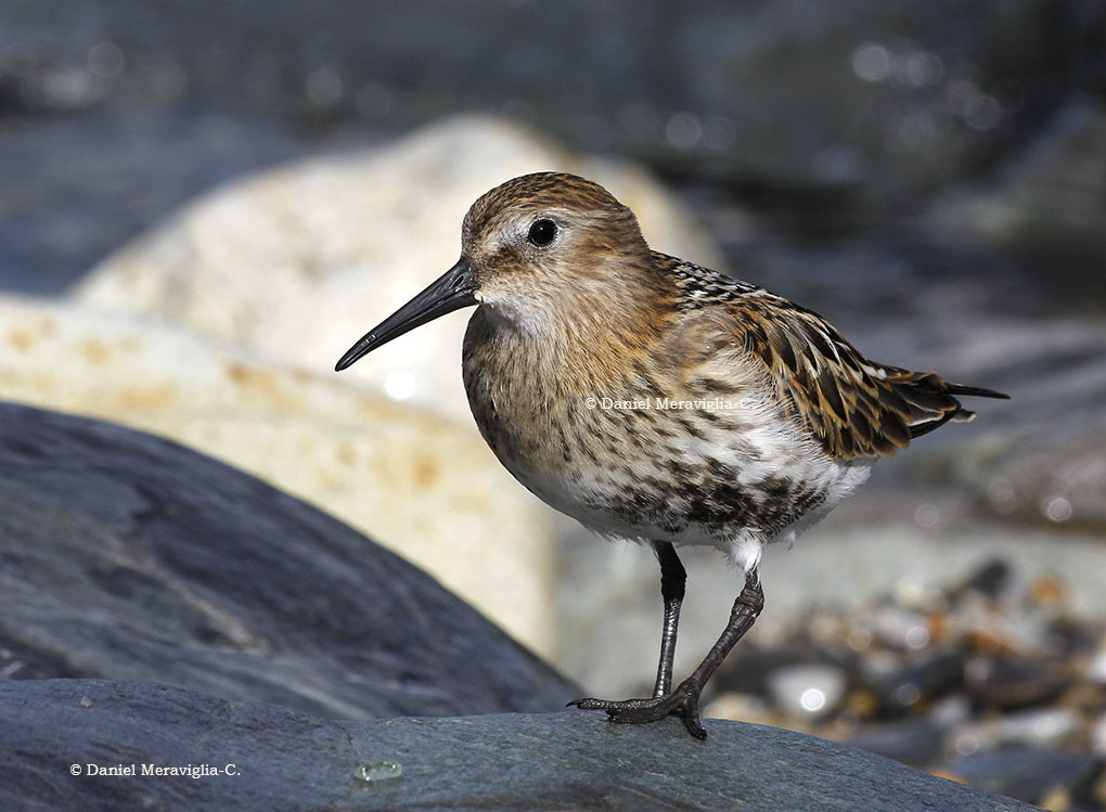 Ritratto di Piovanello pancianera
