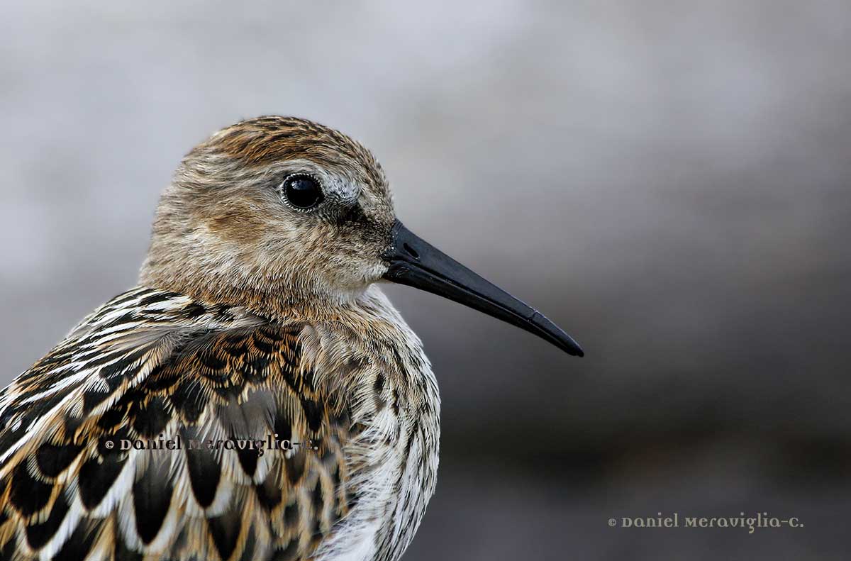 Ritratto di Piovanello pancianera