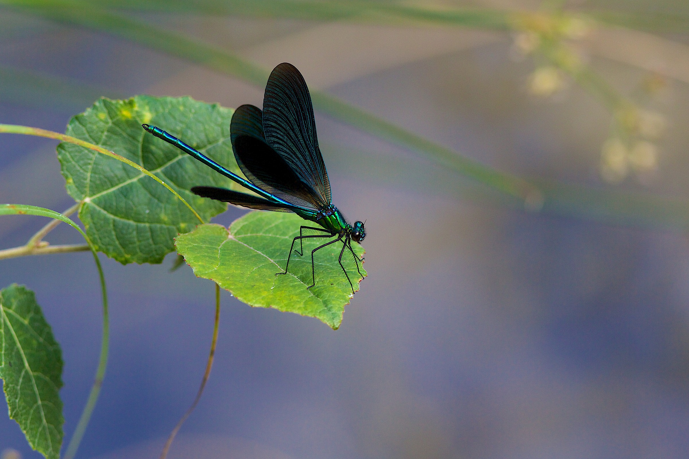 Caloptéryx splendens