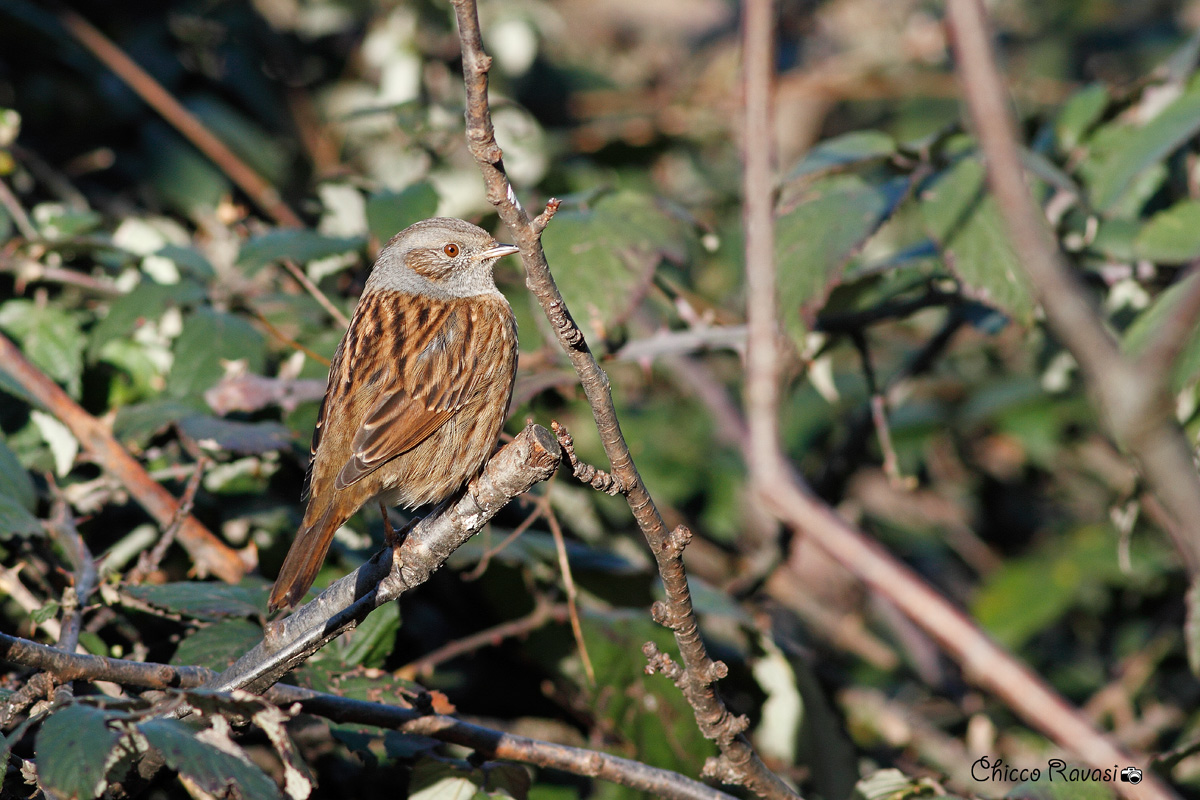 Dunnock.