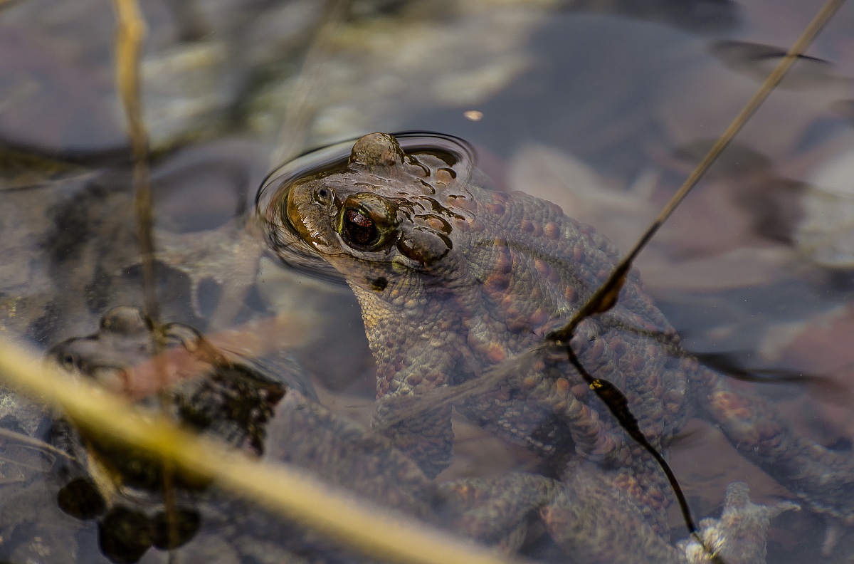 Rospo che fa capolino