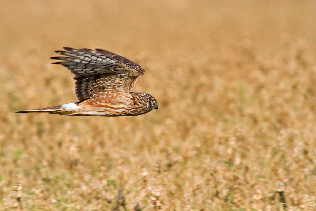 hen harrier