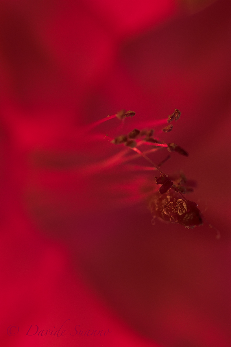 # Red # red Stamen of Schlumbergera
