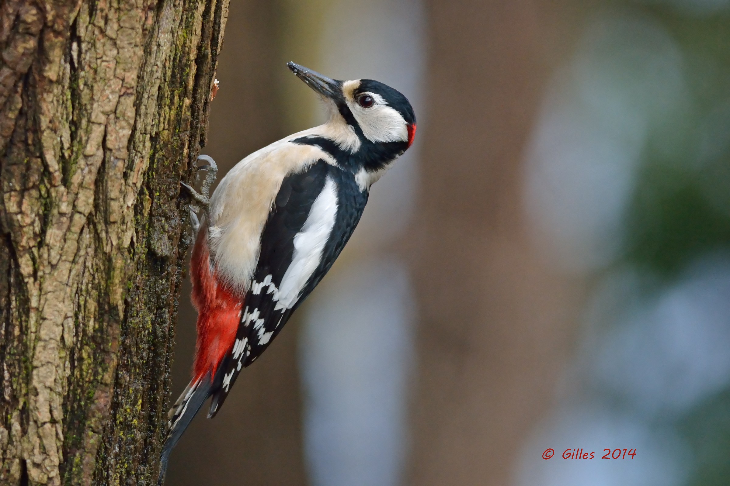 Great Spotted Woodpecker (Dendrocopos major)